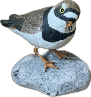 Semi-palmated Plover Semi-palmated Plover