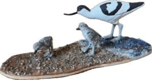 Avocet and chicks Avocet and chicks